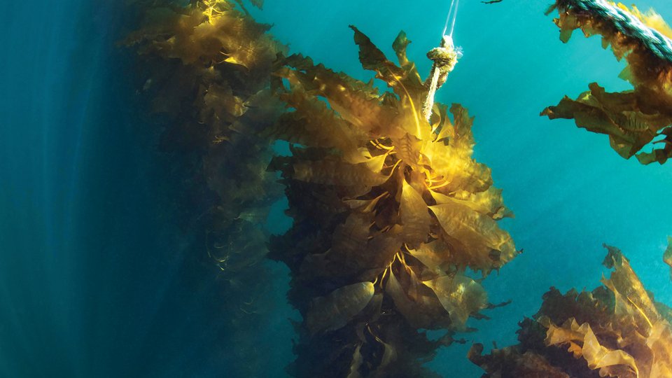 Seaweed hanging in the ocean from rope and other objects