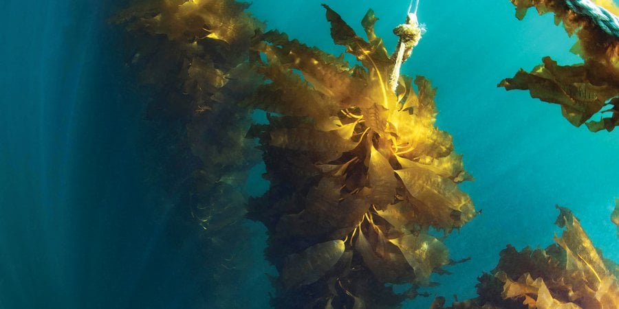 Seaweed hanging in the ocean from rope and other objects