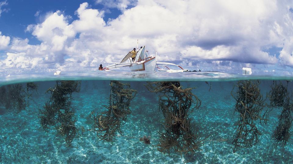 Seaweed farming in the Philippines