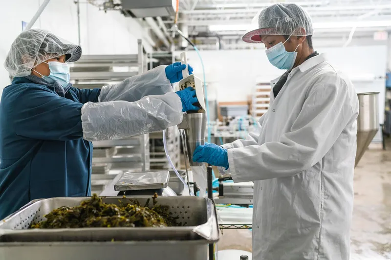 Kelp is poured to prepare for packaging inside Atlantic Sea Farms, Maine