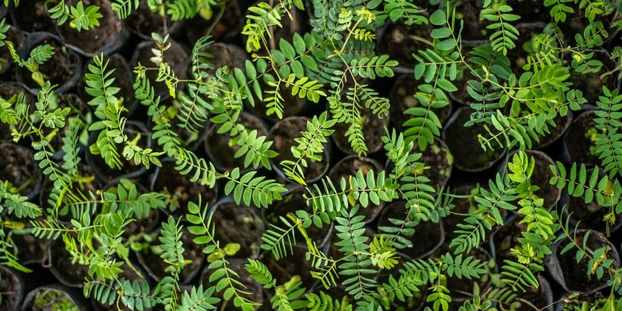 A top-down view of an abundance of green seedlings growing from little cups