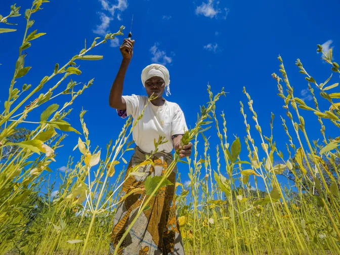 A woman harvests sesame by chopping the plant with a knife