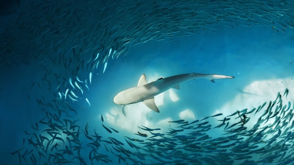 A shark circles into school of fish