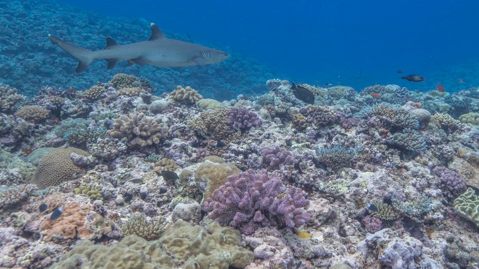 A whitetip reef shark cruises along the shallow coral reef north of Kia Island.