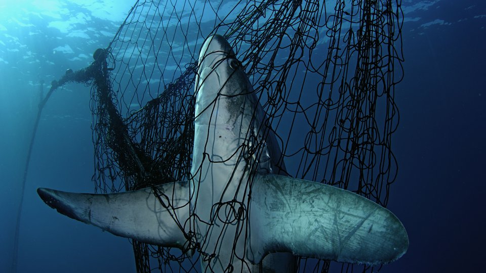 A shark caught head up in a net