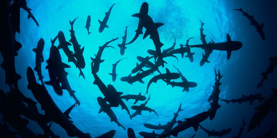 A large group of sharks circling overhead underwater from below.