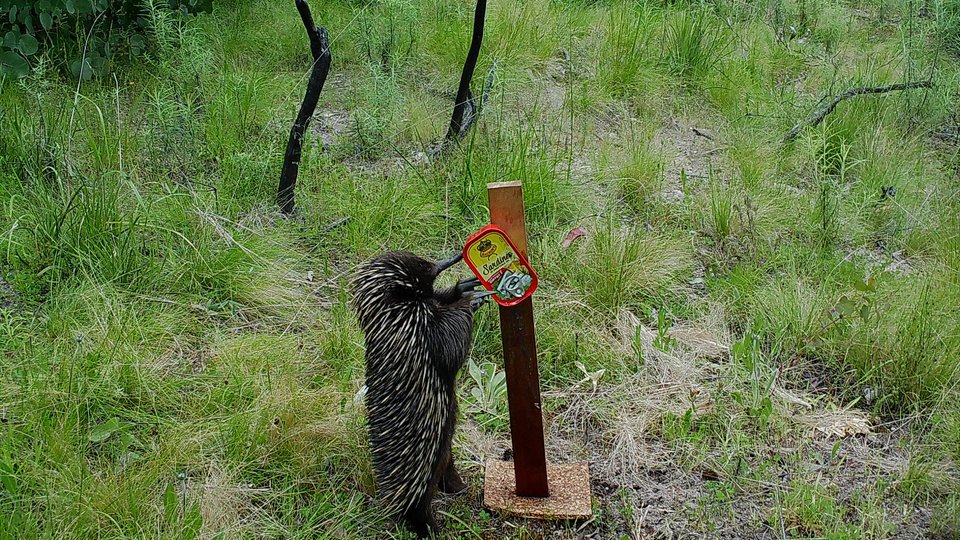 A small brown animal with spiky fur at the center of green landscape