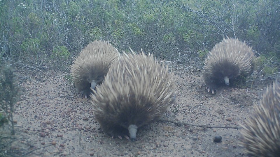 Three short beaked echidnas walk toward the camera