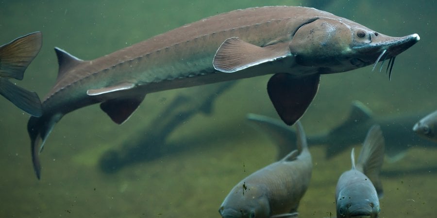 underwater photo of a Siberian Sturgeon