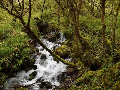 A photo of a lush Asian forest with white water running through the center of the photo and brown tree roots leaning toward the water.