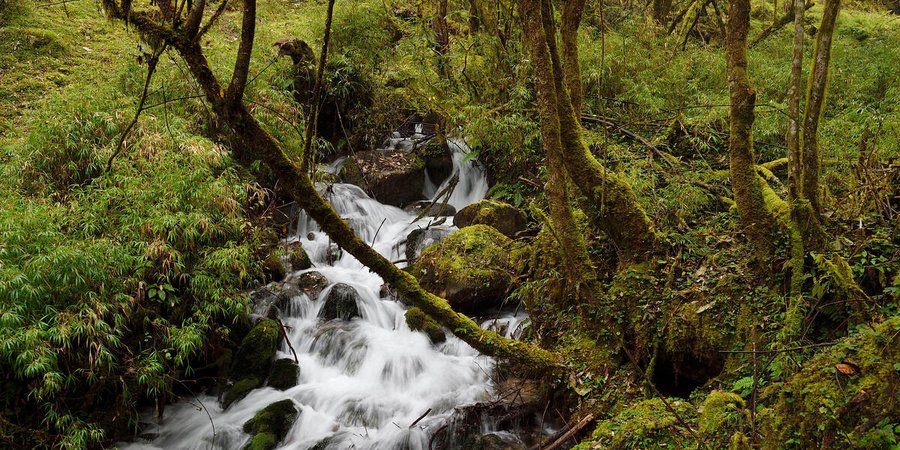 A photo of a lush Asian forest with white water running through the center of the photo and brown tree roots leaning toward the water.