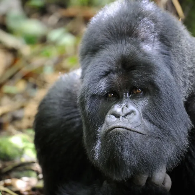 A silverback gorilla looks unhappily at the camera
