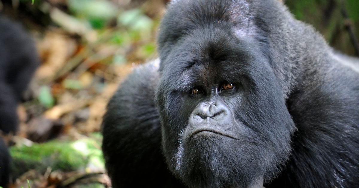 Yapon erotik video korsatish