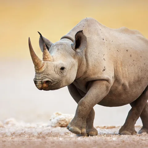 A single black rhino walks in an arid climate.