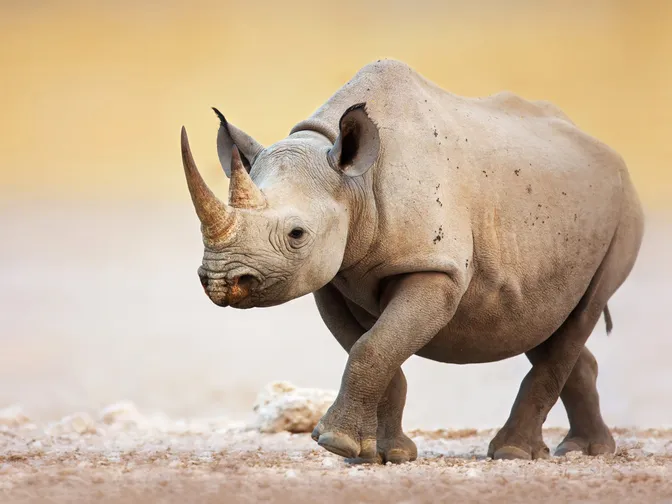 A single black rhino walks in an arid climate.