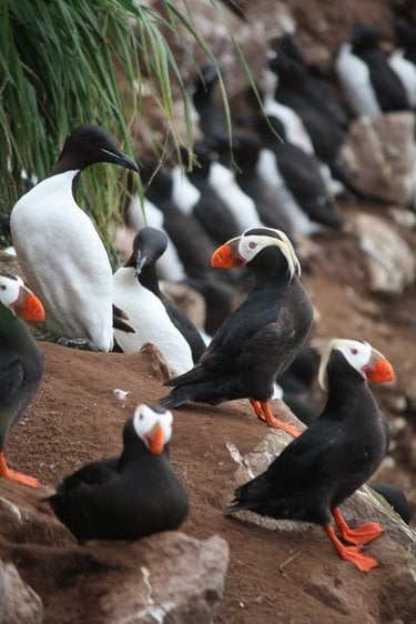 A photo of a group of black birds with orange beaks and feet and white heads