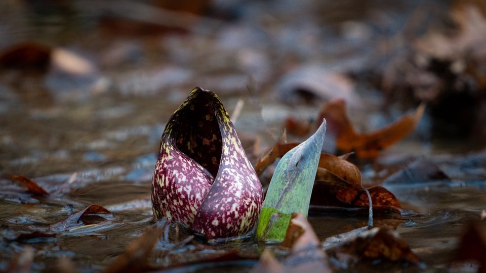 A purple and green skunk cabbage emerges from wet ground