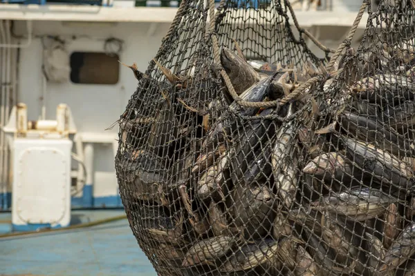 A closeup of a net full of fish hanging in a fishing boat