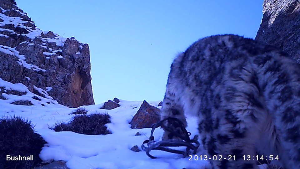 Snare_Snow Leopard