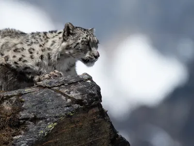 A snow leopard perched on a rock