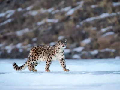 Snow leopard walking across snow