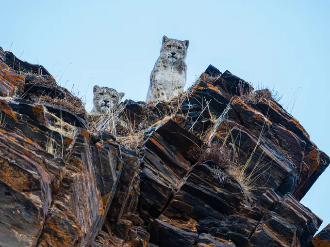 Two snow leopards peering down over a rocky ledge