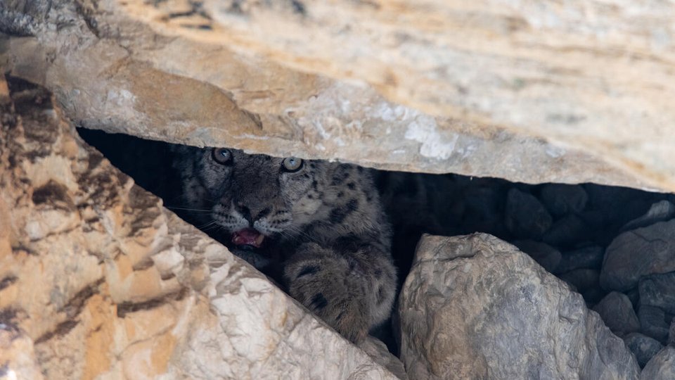 A snow leopard hiding in a cave peers between two rocks