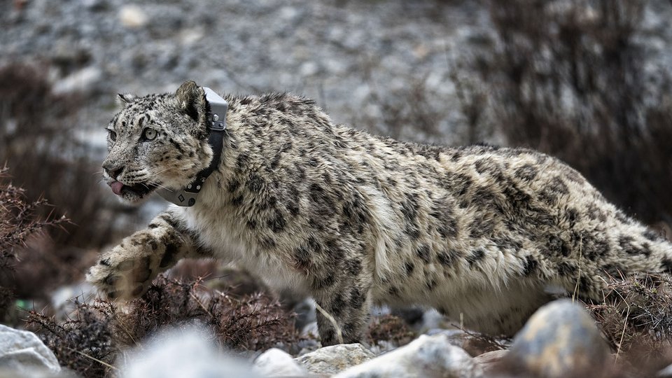 A snow leopard looks off into the distance wearing a collar and lying down on a rocky slope