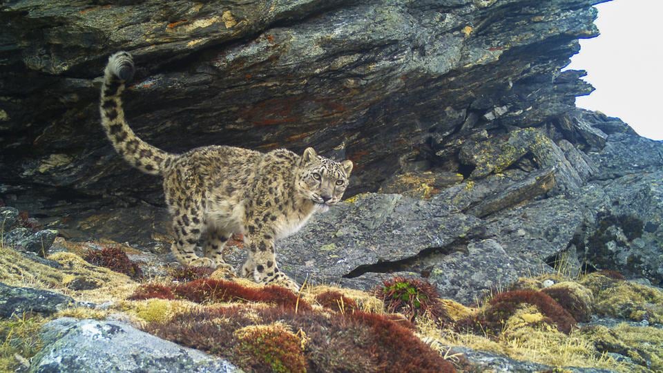 A snow leopard captured by camera trap walks in front of a rock outcropping