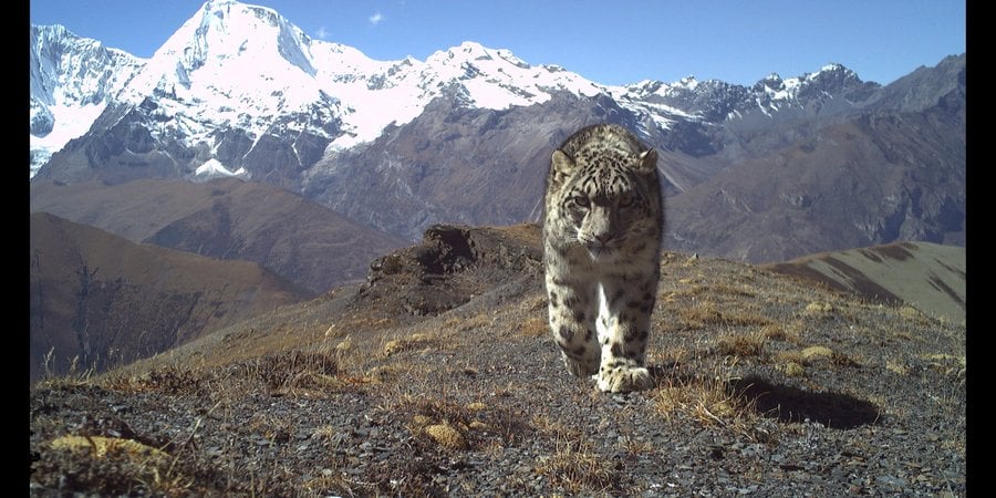 Snow leopard walking toward camera