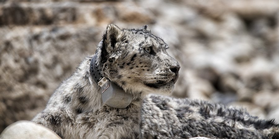 A snow leopard looks to the right wearing a satellite collar and sitting on a rocky slope