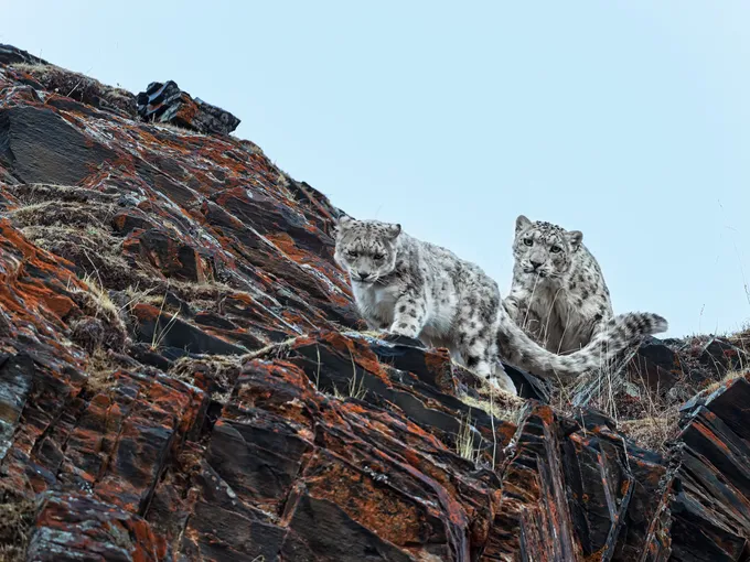 Two snow leopards moving down cliff