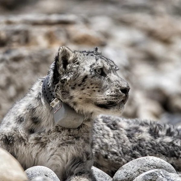 A snow leopard looks to the right wearing a satellite collar and sitting on a rocky slope