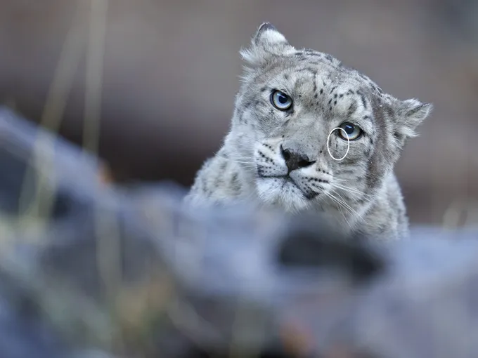 A snow leopard face with eye mark circled
