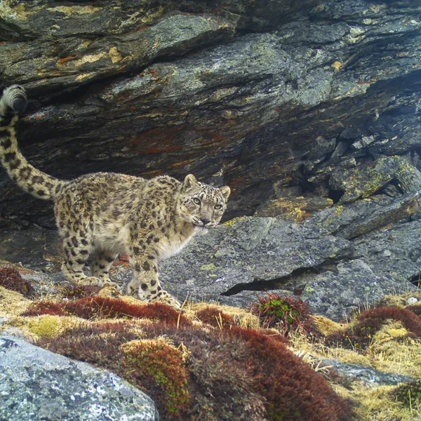 A snow leopard captured by camera trap walks in front of a rock outcropping