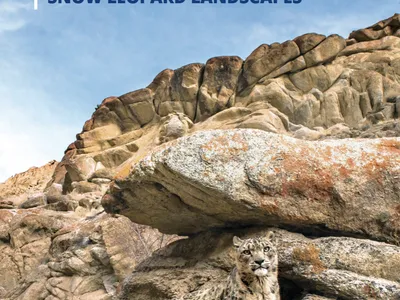 Cover of report about snow leopards