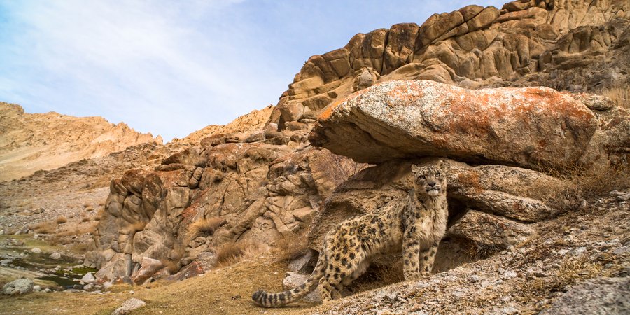 A snow leopard stands on rocky landscape
