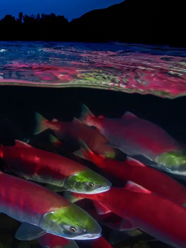Sockeye salmon  (Oncorhynchus nerka) migration, Adams River, British Columbia, Canada. October.