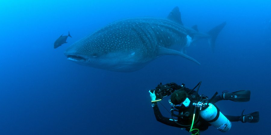 Scuba diver taking a photo of shark and smaller fish underwater