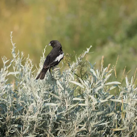 A black songbird sits on shrubs on a sunny day