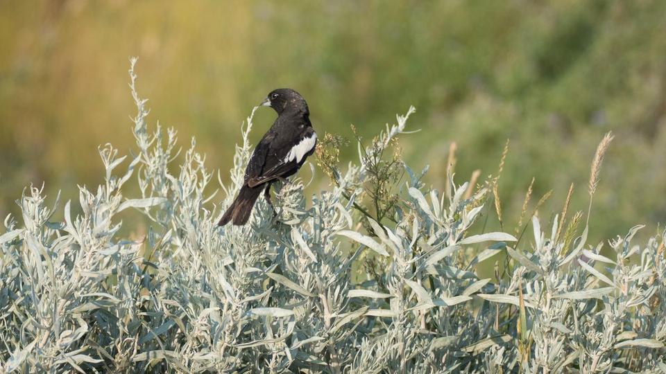 A black songbird sits on shrubs on a sunny day
