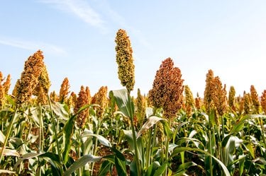 Sorghum in a field