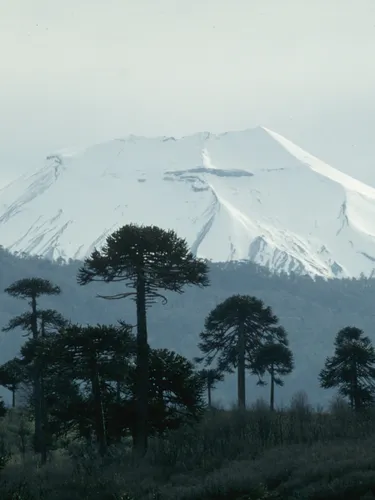 A landscape with trees silhouetted against a snow-topped mountain