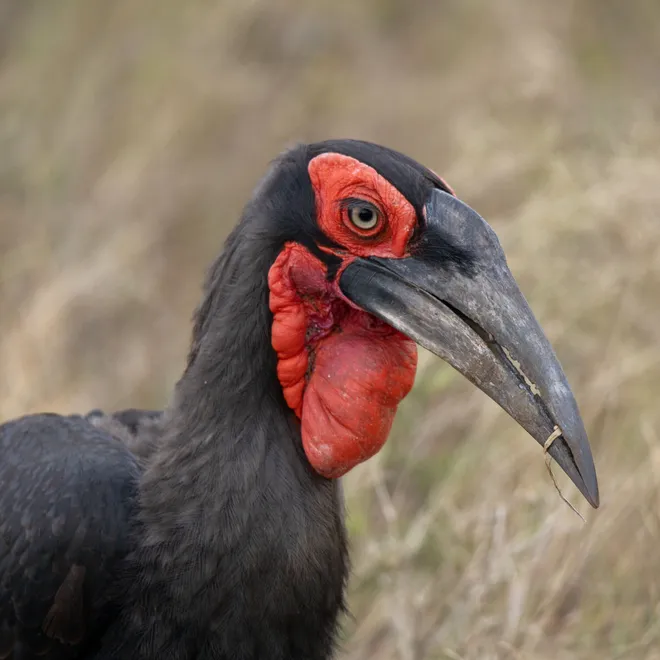 Closeup of a southern ground hornbill