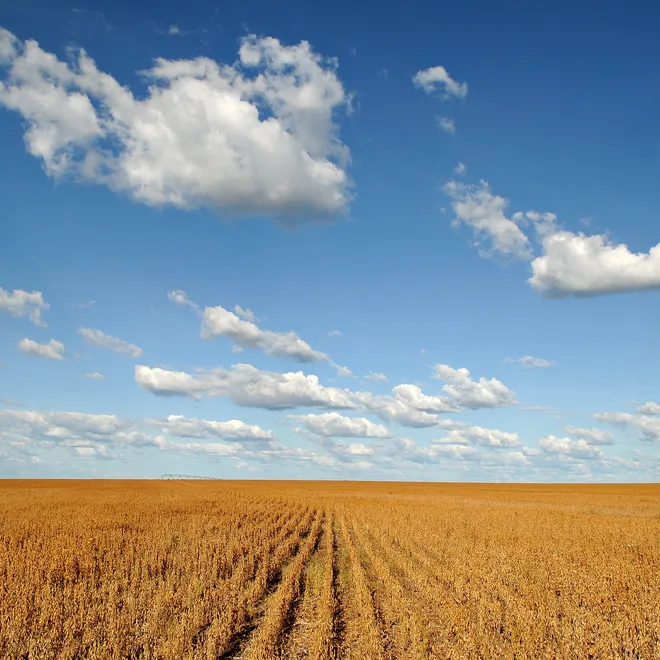 Long lens view of fields of dry soy under a blue sky with white clouds