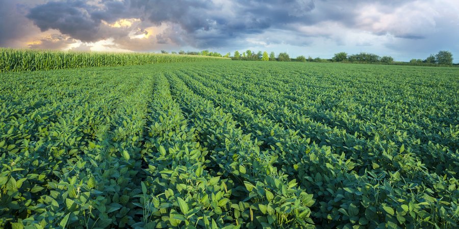 A color photo showing a green farm field with storm clouds on the horizon