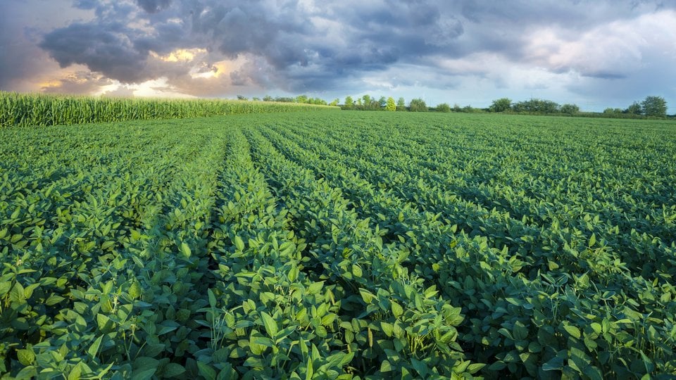 A green soybean field in the foreground with a cloudy sky and sunset in the background