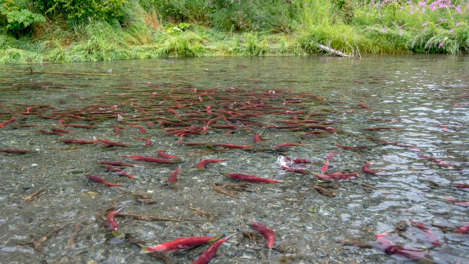 Spawning Sockeye salmon swim in shallow water at Aleknagik Lake, Alaska