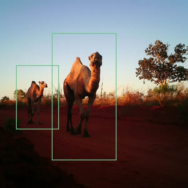 Screenshots from SpeciesNet include camels, prairie dogs, and a primate