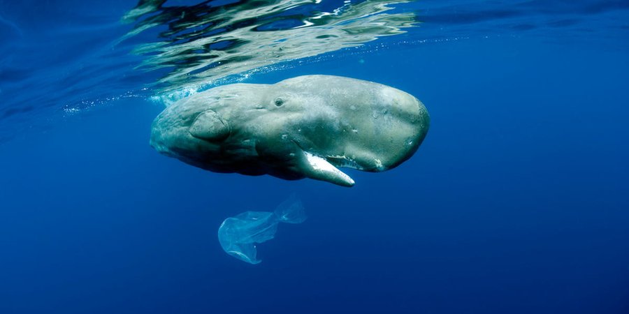 A sperm whale floats toward the surface of the ocean while a white plastic bag floats just below